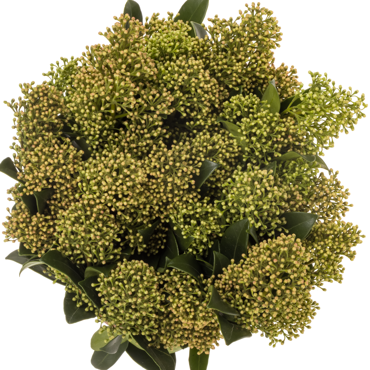 Skimmia herbst natur 40cm