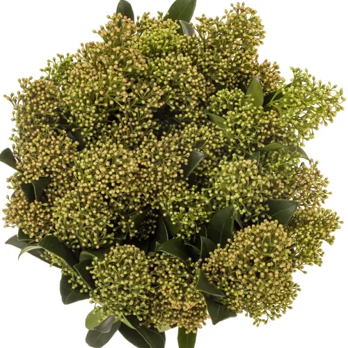 Skimmia herbst natur 40cm