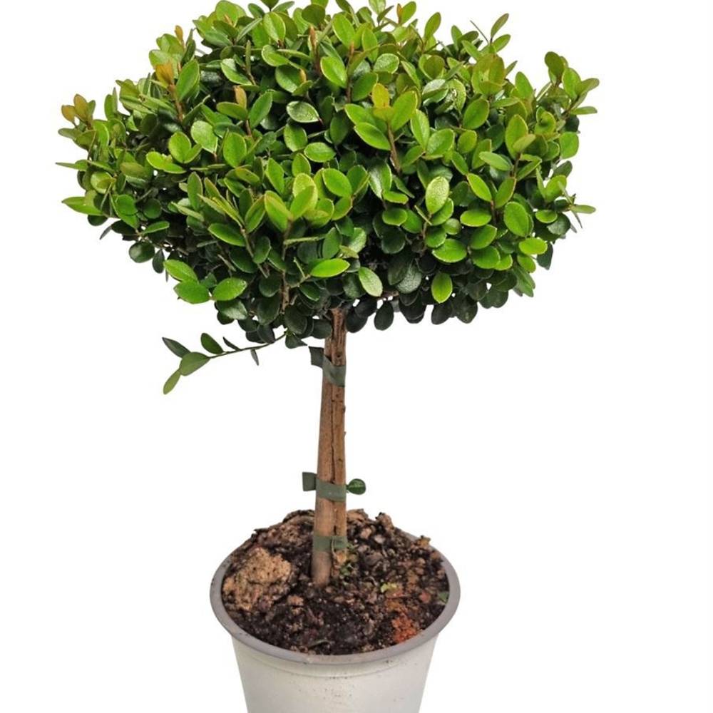Myrsine Africana auf Stamm T14 H045
