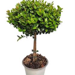 Myrsine Africana auf Stamm T14 H045