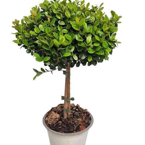 Myrsine Africana auf Stamm T14 H045