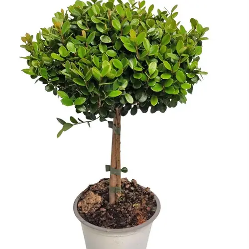 Myrsine Africana auf Stamm T14 H045