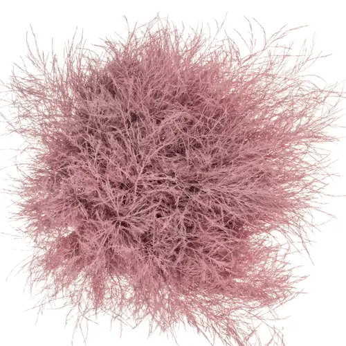 Treefarn hell rosa gefärbt Bündel