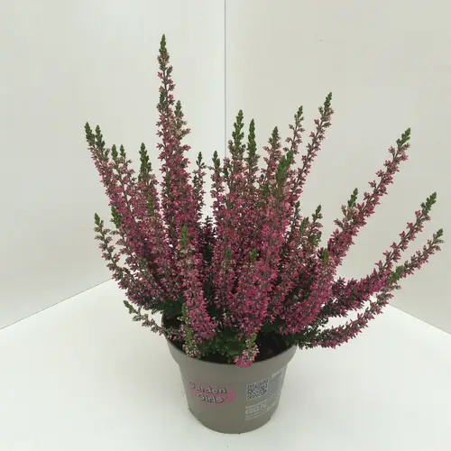 Calluna GG lila T11 H020