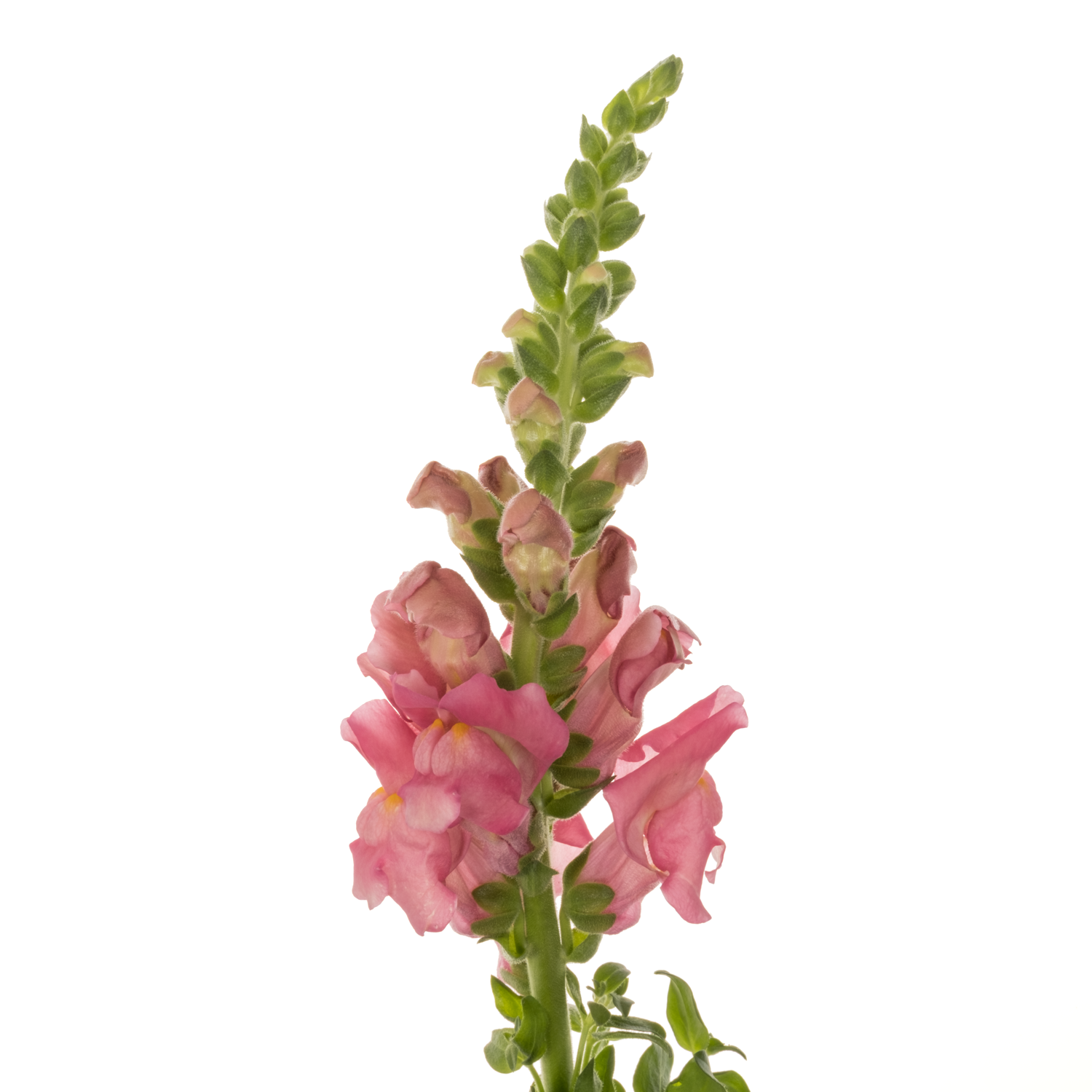 Löwenmaul dunkel rosa Antibes Pink 75cm