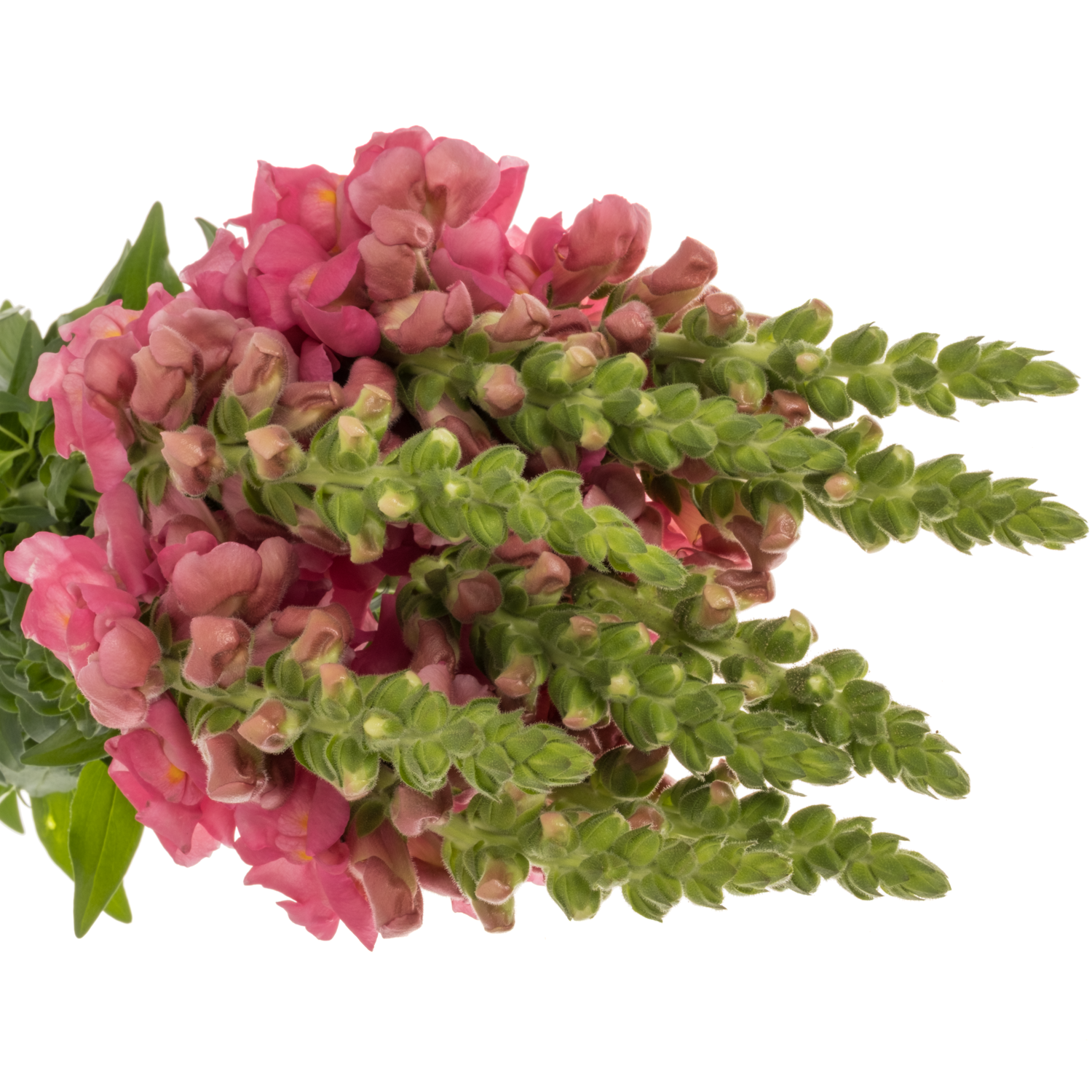 Löwenmaul dunkel rosa Antibes Pink 75cm