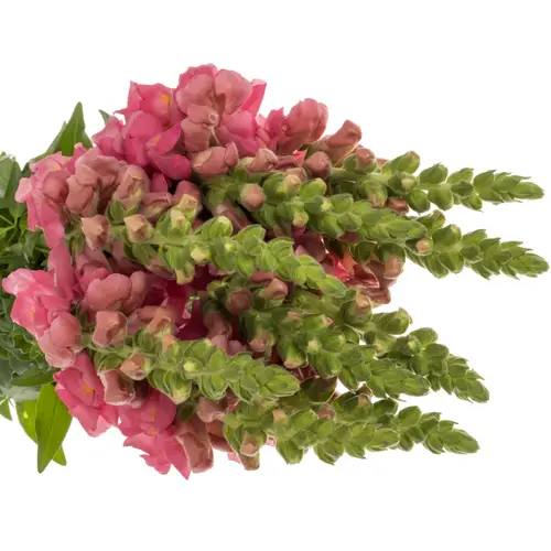 Löwenmaul dunkel rosa Antibes Pink 75cm