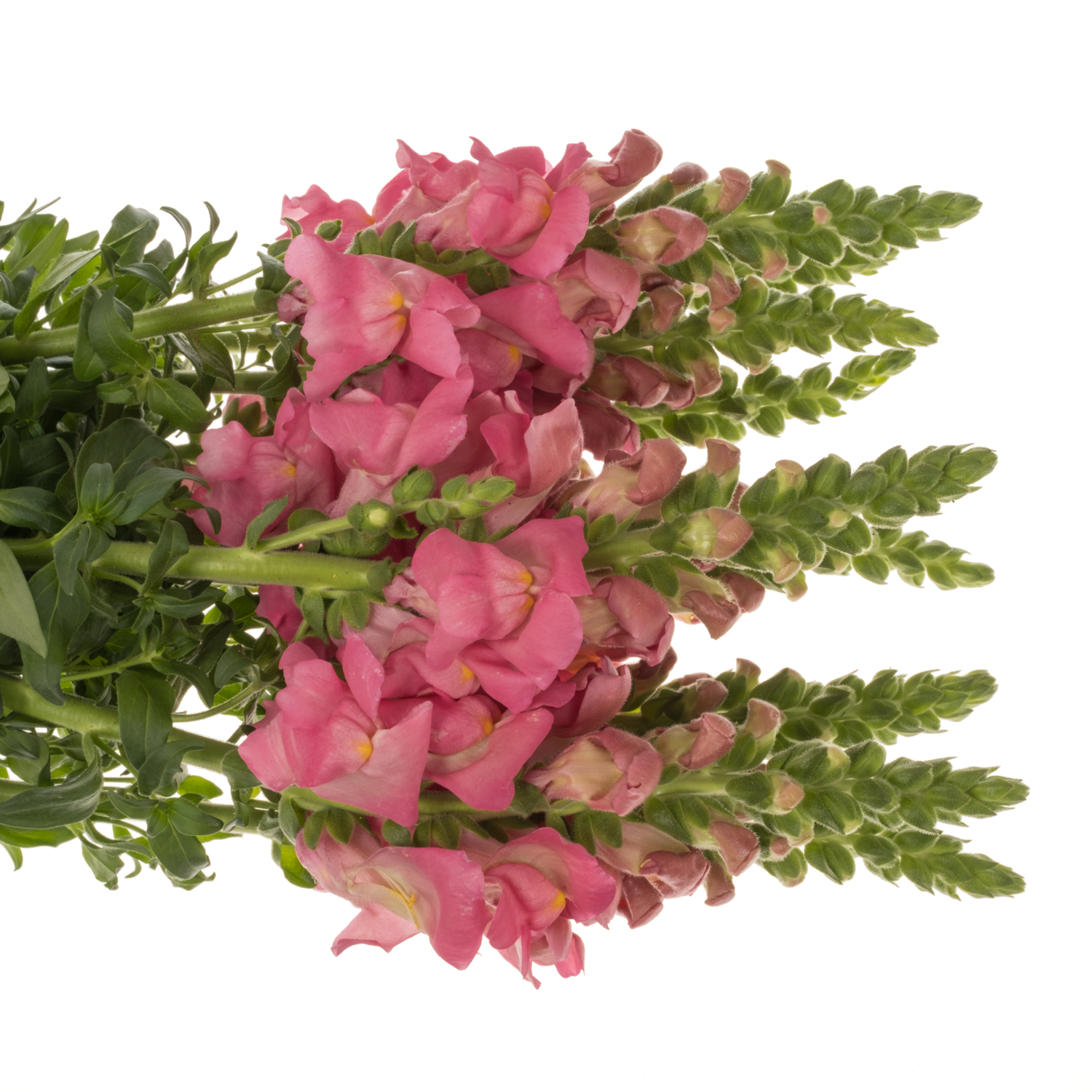 Löwenmaul dunkel rosa Antibes Pink 75cm