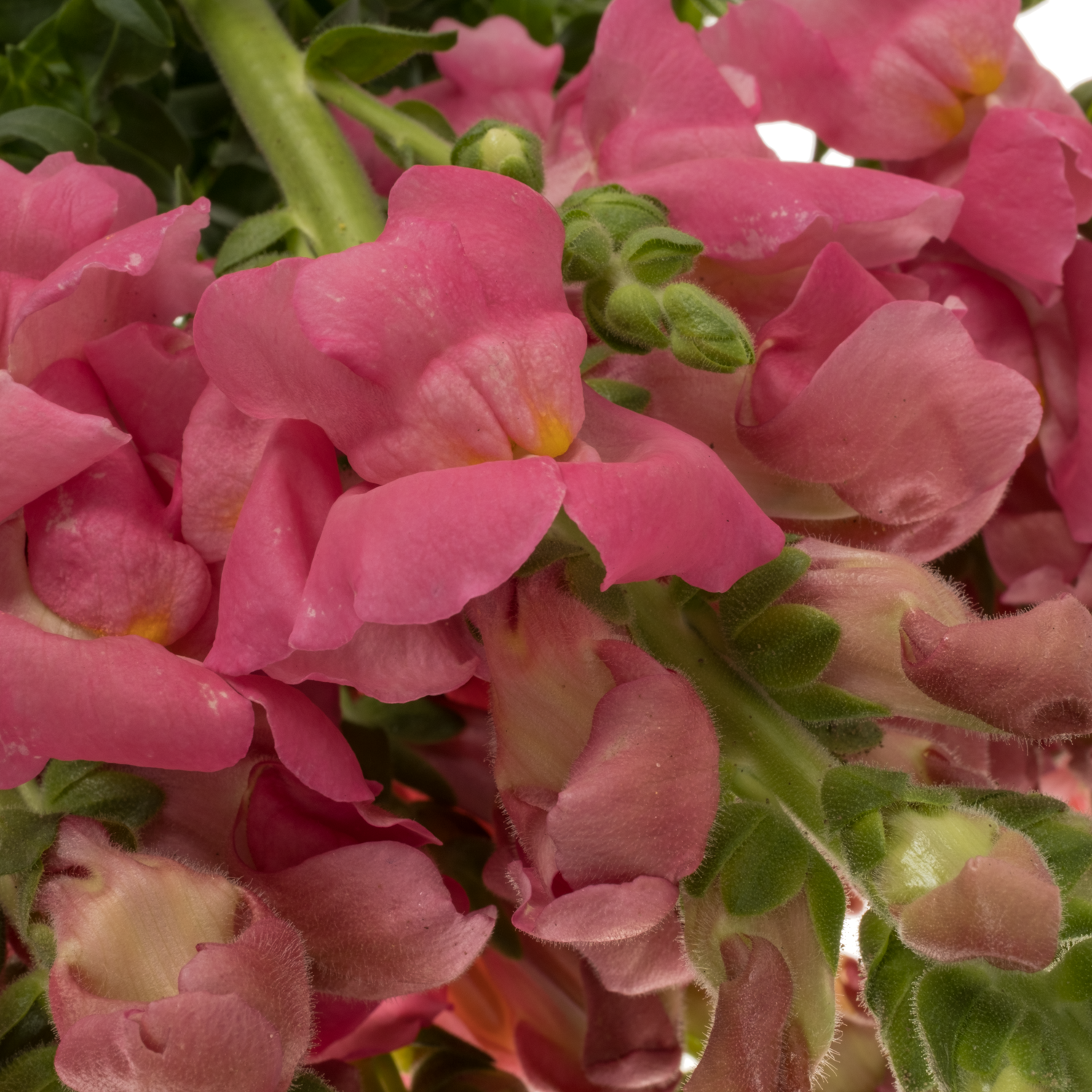 Löwenmaul dunkel rosa Antibes Pink 75cm