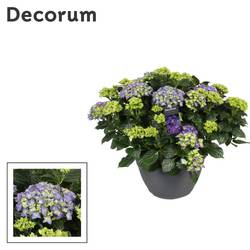 hortensie blau 20+Bl. T30 H030