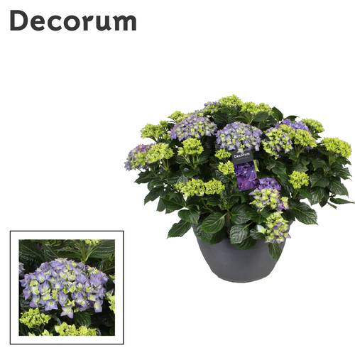 hortensie blau 20+Bl. T30 H030