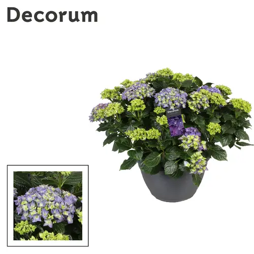 hortensie blau 20+Bl. T30 H030