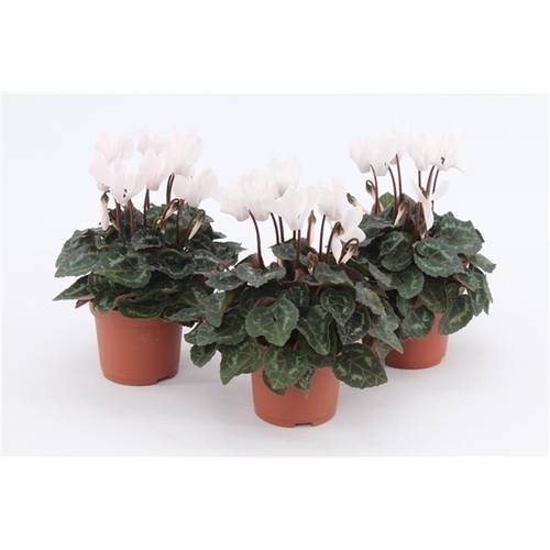 Cycl.weiss Mini T09 H17 x