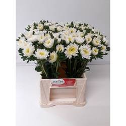 Astern weiss Azumi XL 45cm