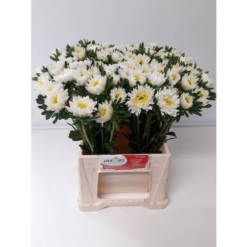 Astern weiss Azumi XL 45cm