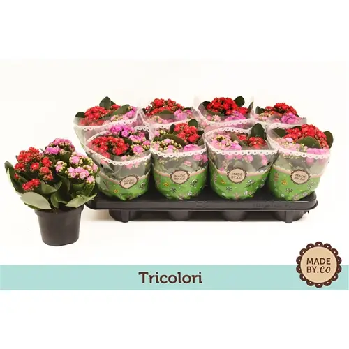 Kal.Gef. Carnaval Tricolori T12 H26