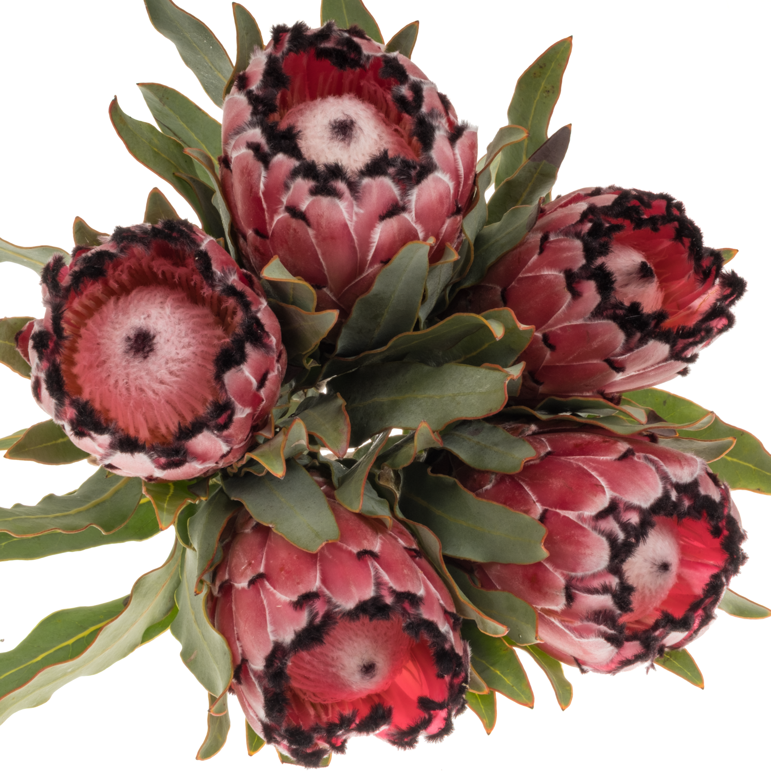 Protea rot Magic 50cm