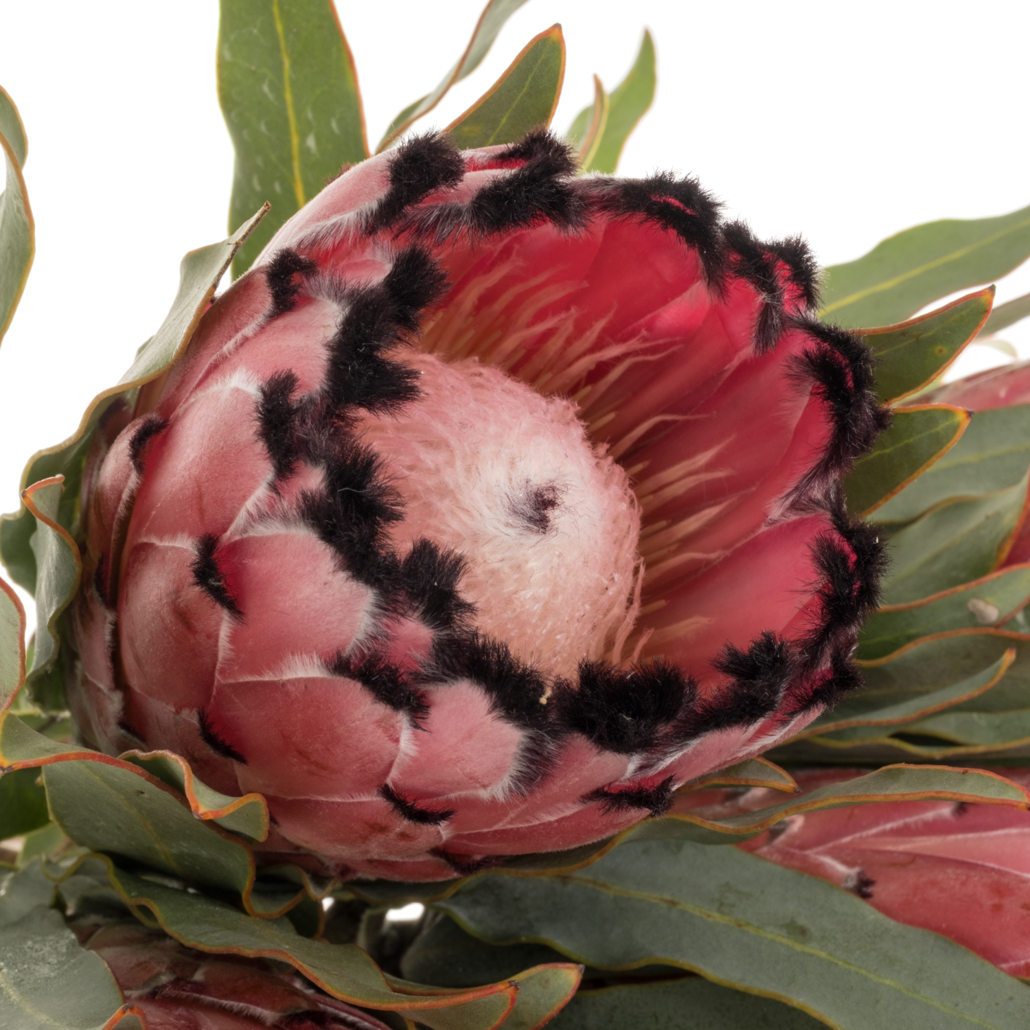 Protea rot Magic 50cm