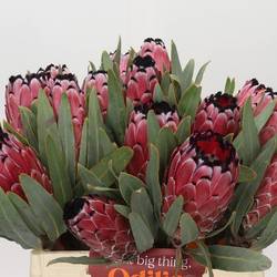 Protea rot Magic 50cm