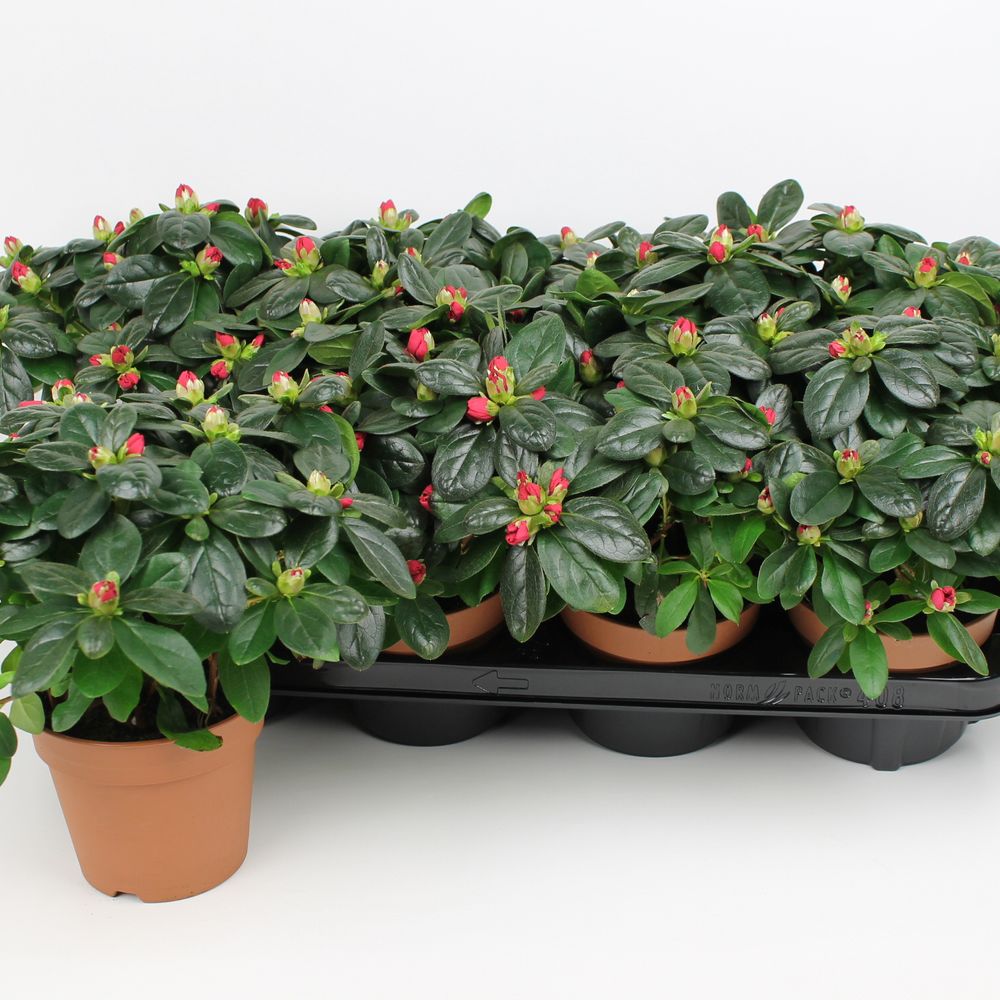Azalee rot T12 H25