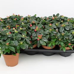 Azalee rot T12 H25