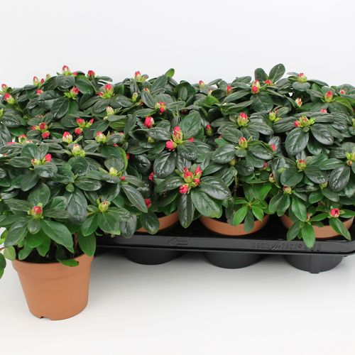 Azalee rot T12 H25