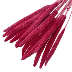 Trocken Babala dunkel rosa L70cm x15 