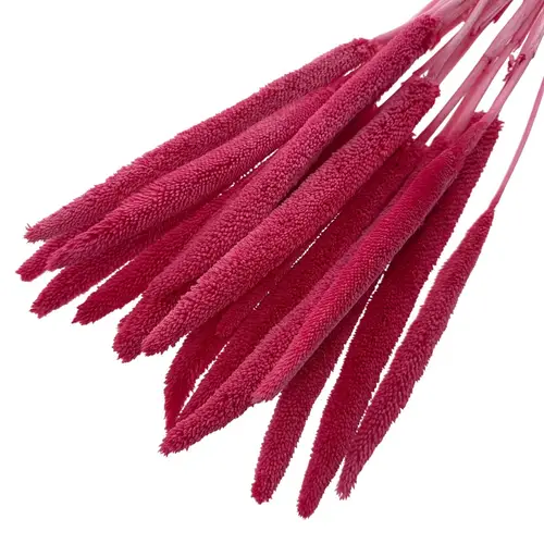 Trocken Babala dunkel rosa L70cm x15 