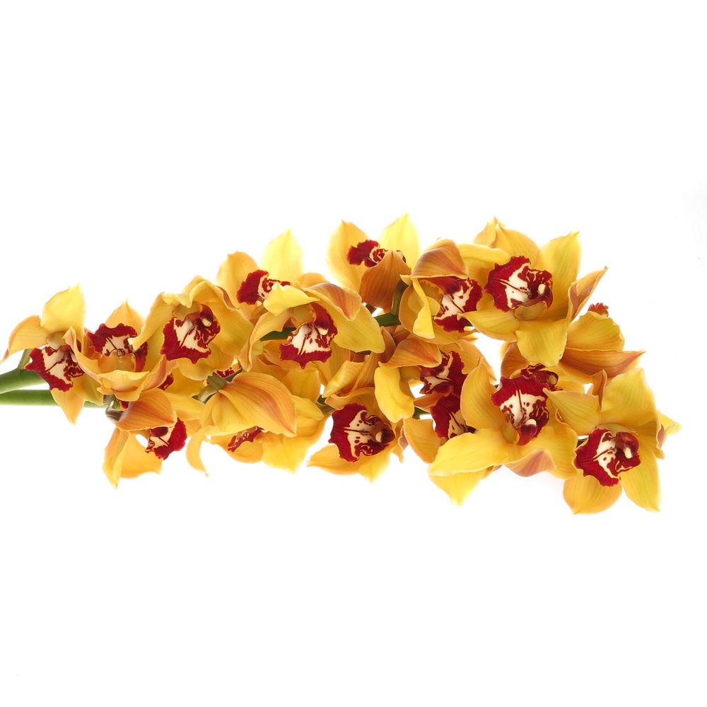 Cymbidium orange Favorit 80cm 13+Blüte