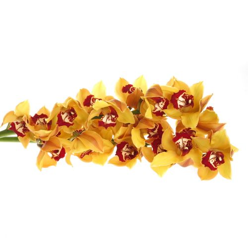 Cymbidium orange Favorit 80cm 13+Blüte