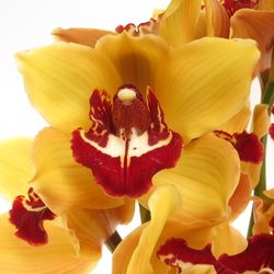 Cymbidium orange Favorit 80cm 13+Blüte