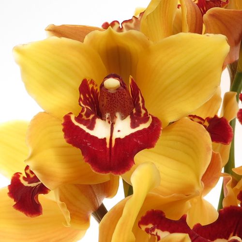 Cymbidium orange Favorit 80cm 13+Blüte