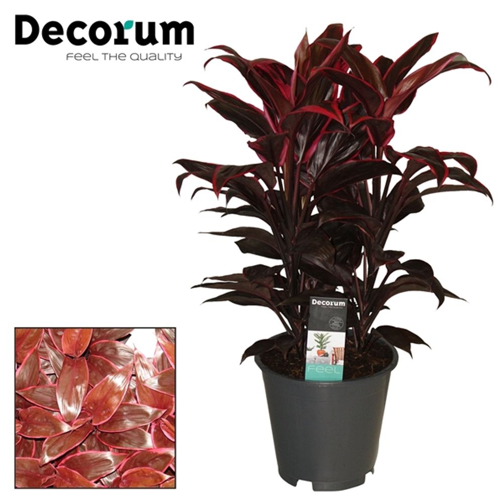 Cordyline Mambo T19 H55
