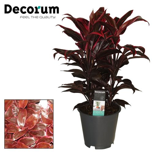 Cordyline Mambo T19 H55