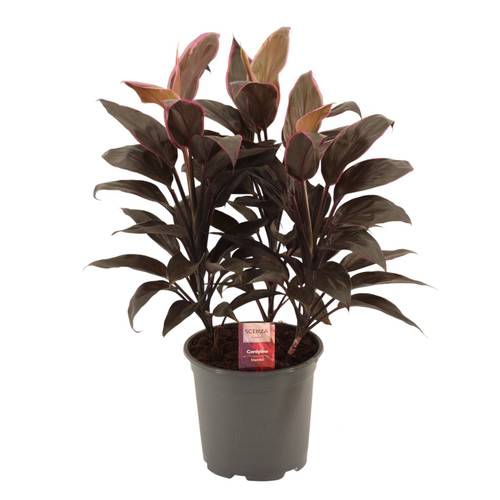 Cordyline Mambo T19 H55