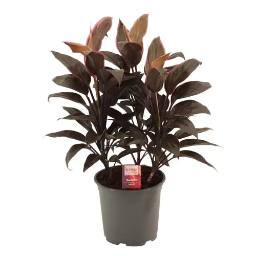 Cordyline Mambo T19 H55