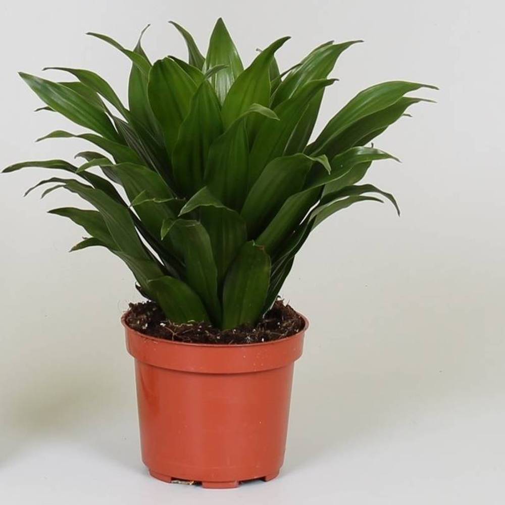 Dracaena 1er Compacta T12 H025