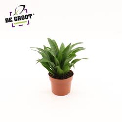 Dracaena 1er Compacta T12 H025