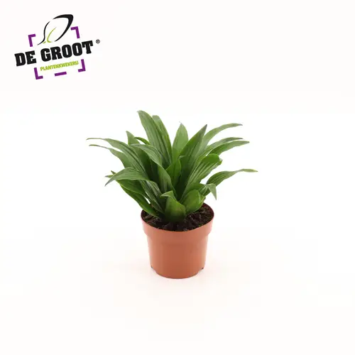 Dracaena 1er Compacta T12 H025