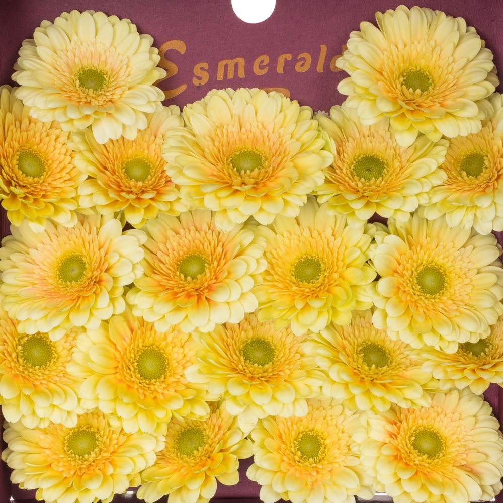 Germini creme Romily (Germini) Heyl Blumengroßhandel