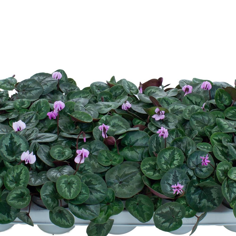 Cyclame Garten Coum rosa T10,5 H022