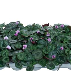 Cyclame Garten Coum rosa T10,5 H022