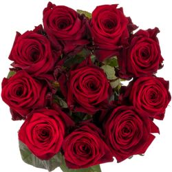 Rose rot Red Naomi (Ende) 70cm reife 34