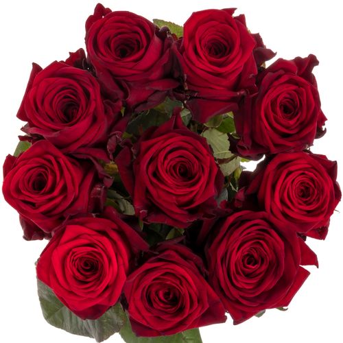 Rose rot Red Naomi (Ende) 70cm reife 34