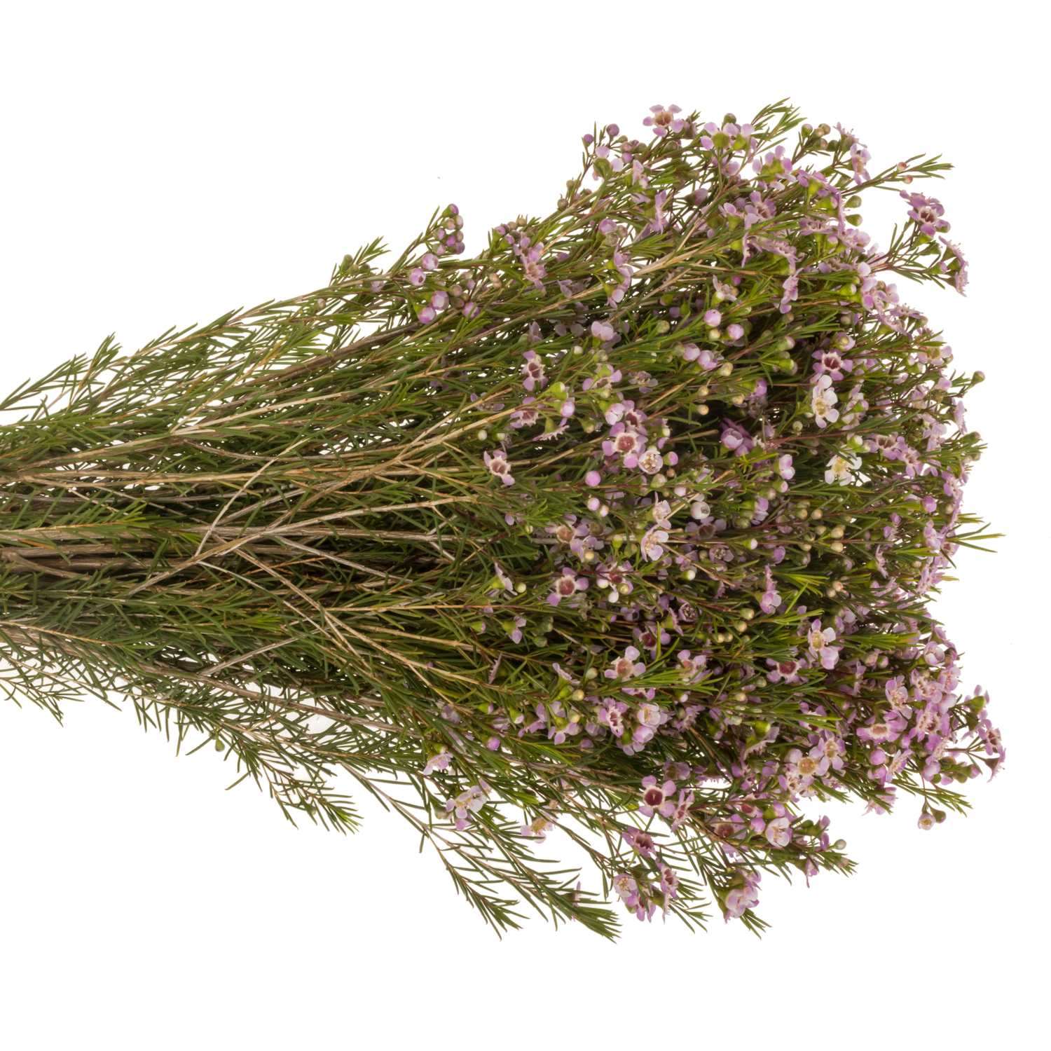 Wachsflower rosa Alouana 55Gramm 70cm