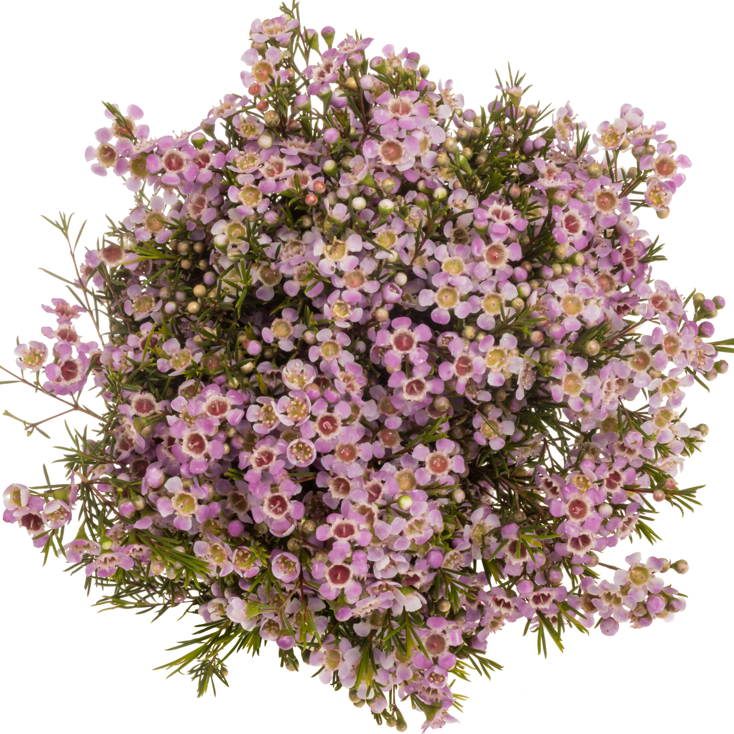 Wachsflower rosa Alouana 55Gramm 70cm