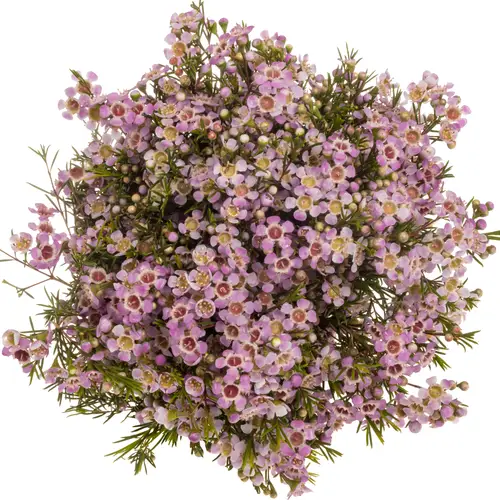 Wachsflower rosa Alouana 55Gramm 70cm