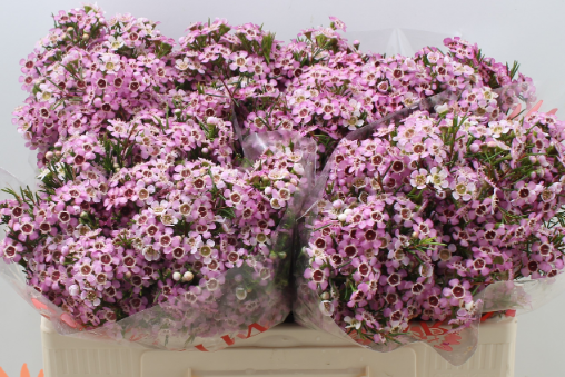 Wachsflower rosa Alouana 70Gramm 70cm