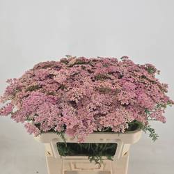 Achillea hell rosa Daphne 70cm