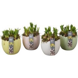 Narzis.Arr mix PTNP4500 Ostern T14 H018